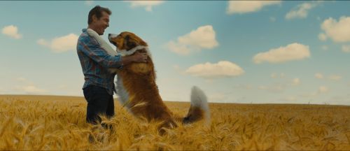 A Dog’s Journey – ‘Ενας Αληθινός Φίλος